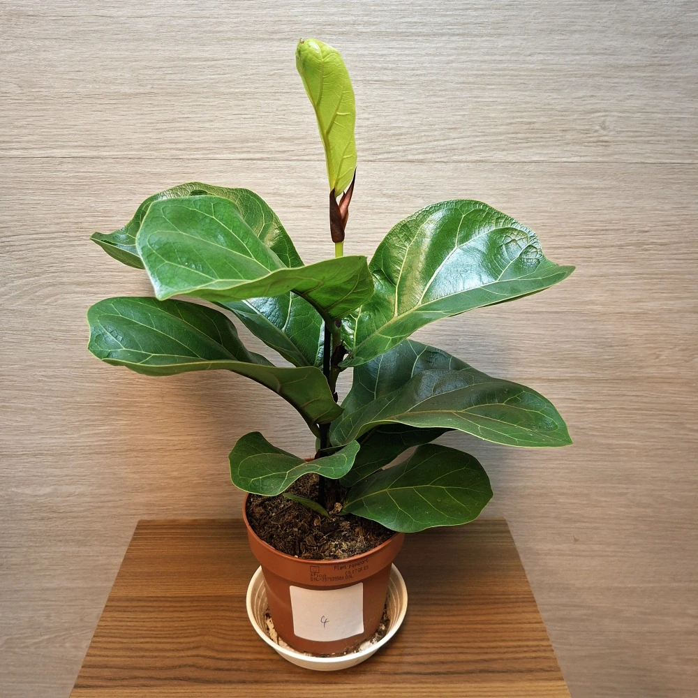 Ficus Lyrata Bambino č4