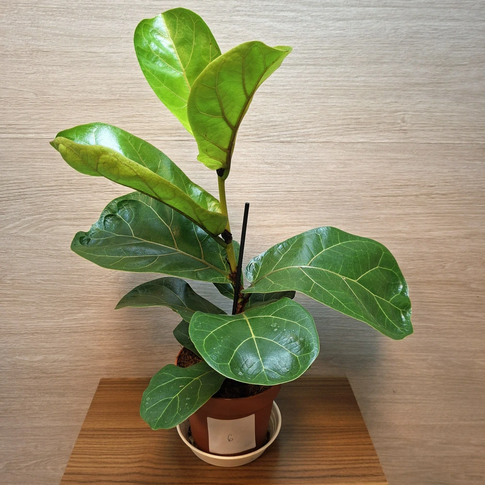 Ficus Lyrata Bambino č6