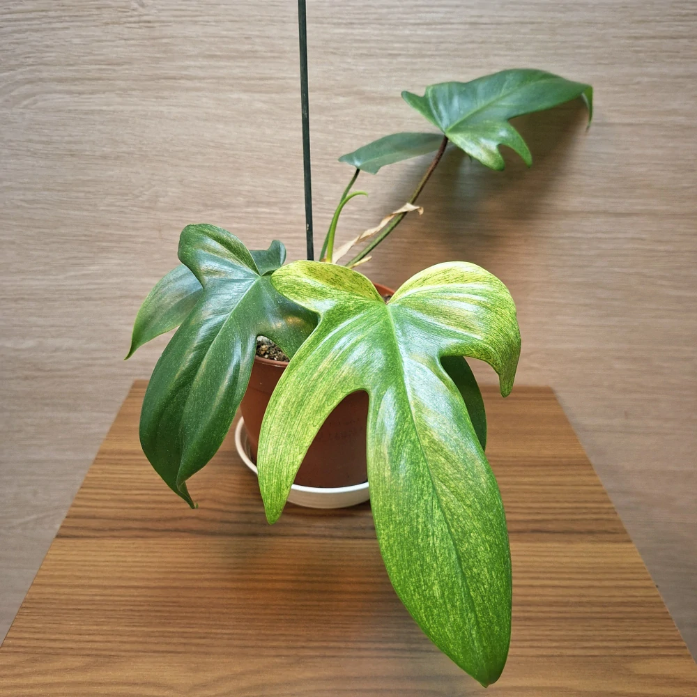 Philodendron Florida Ghost