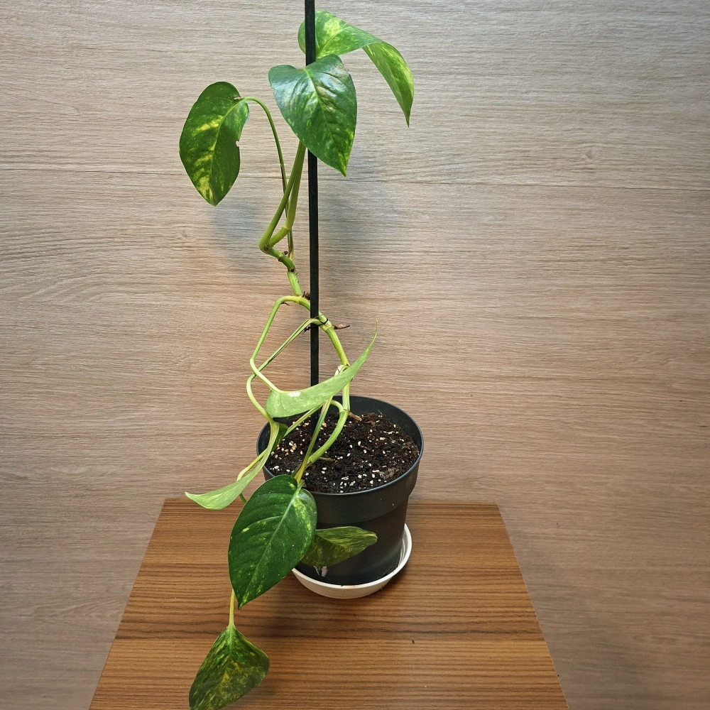 Epipremnum Pinnatum Cintho Goldfinger "S"