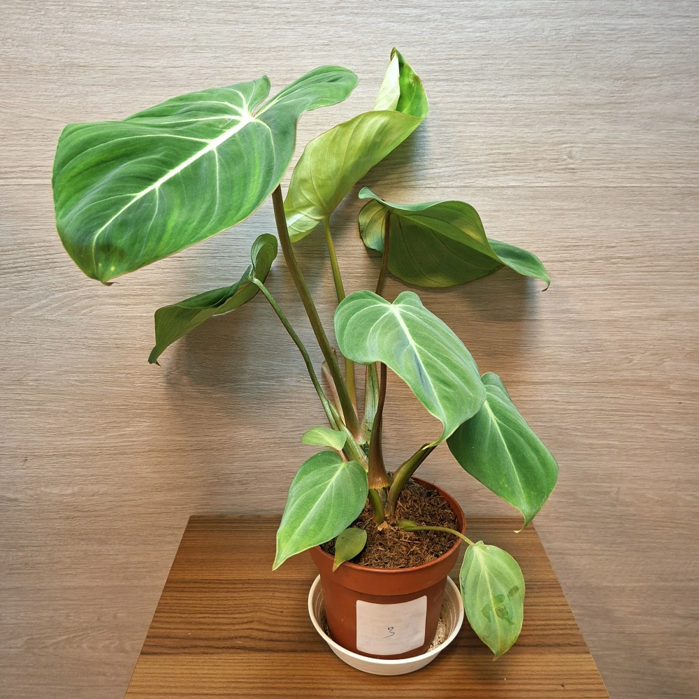 Philodendron Gloriosum č3