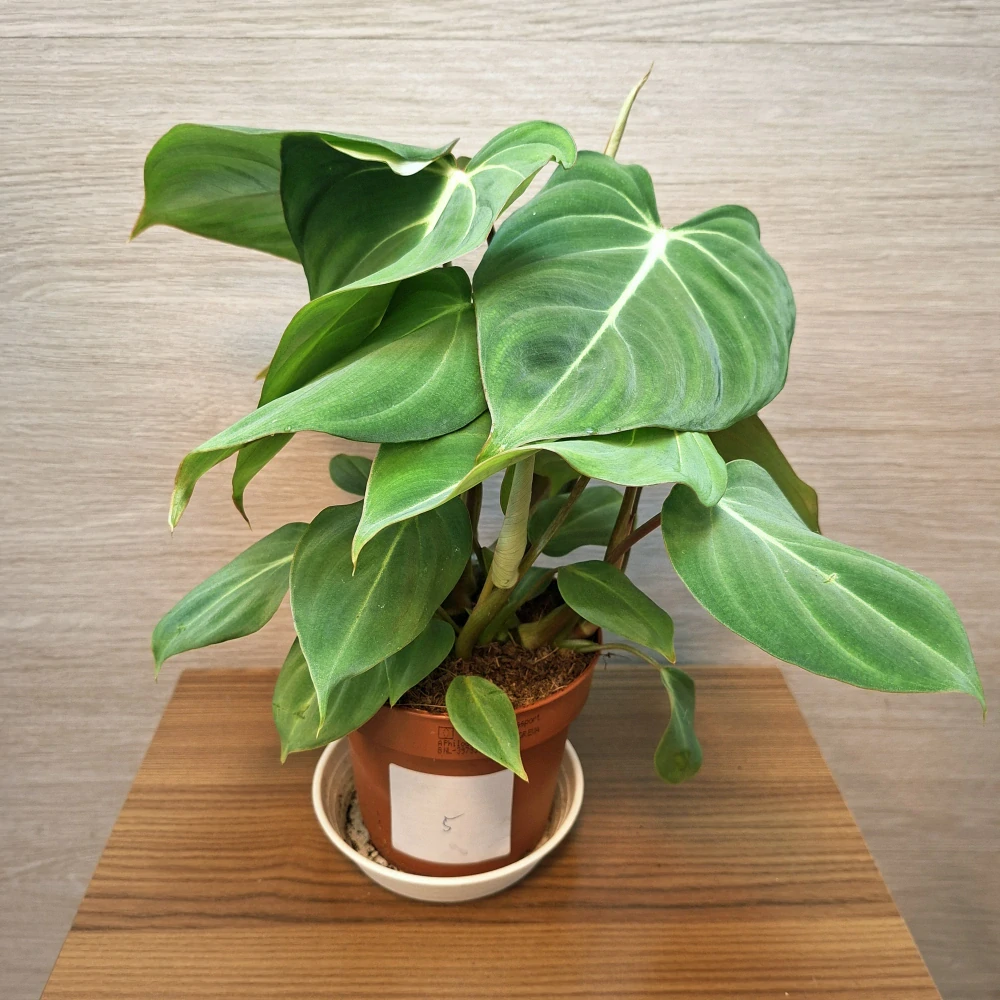 Philodendron Gloriosum č5