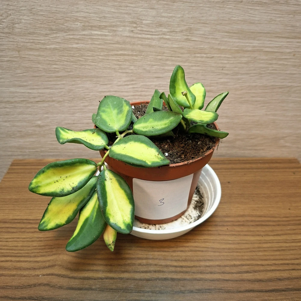Hoya Burtoniae Variegata "S" č3