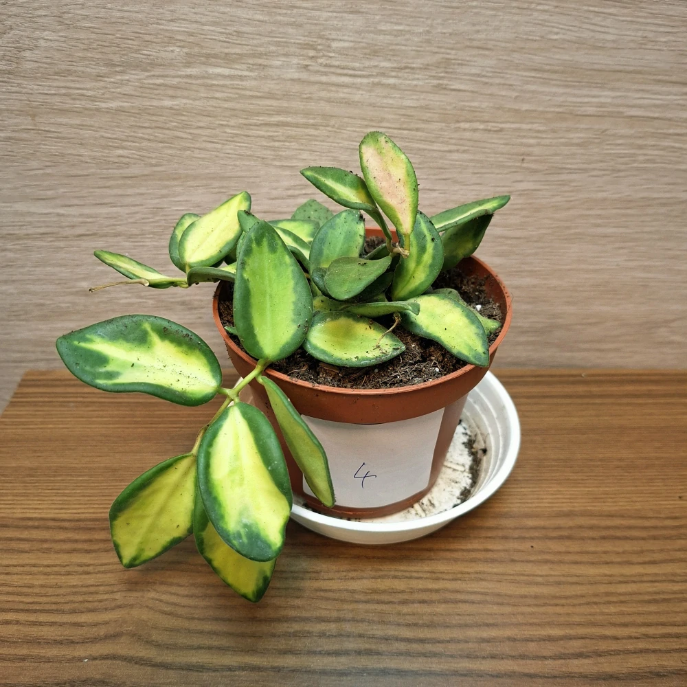 Hoya Burtoniae Variegata "S" č4