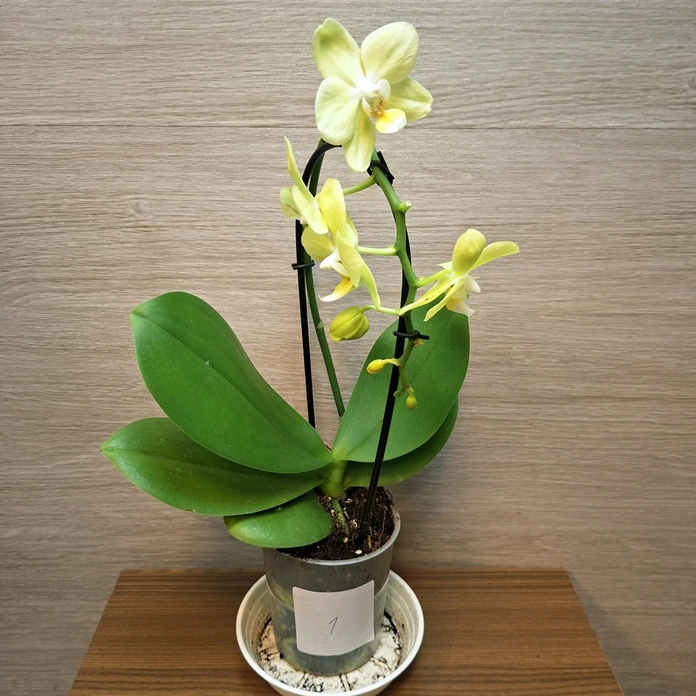 Phalaenopsis Mini světle zelená č1