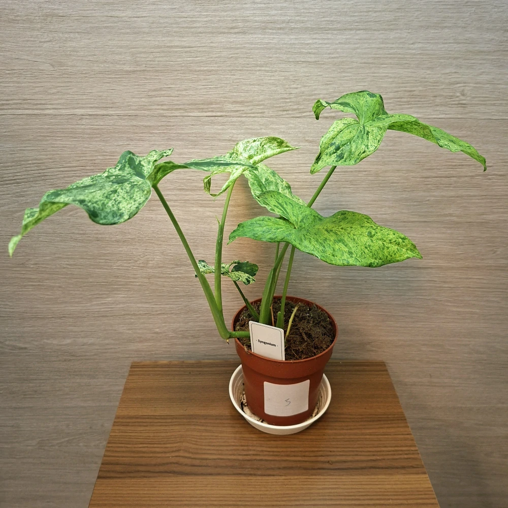 Syngonium Mottled č3