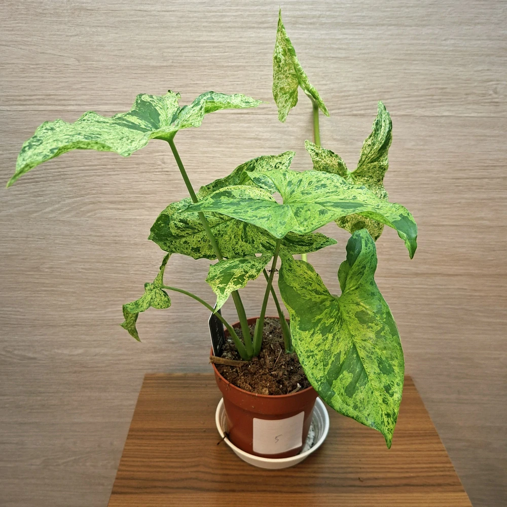 Syngonium Mottled č5