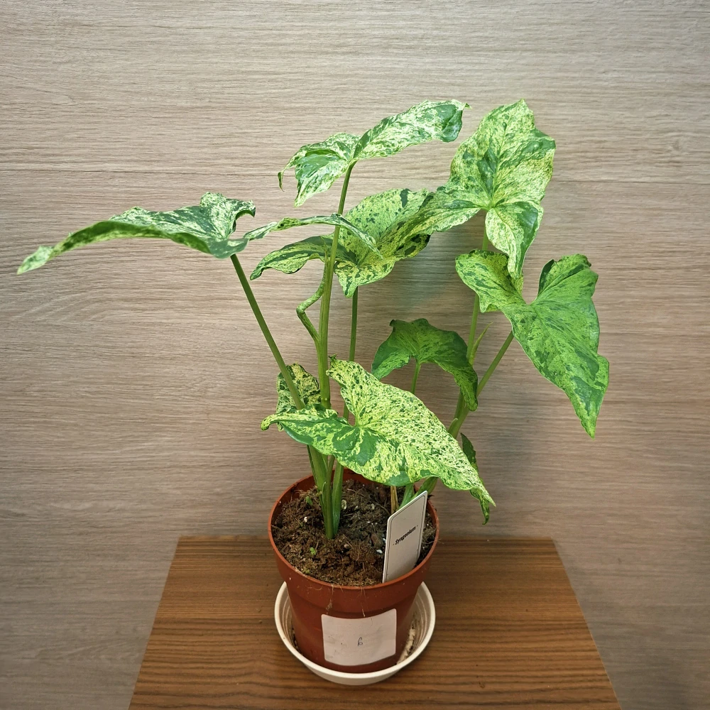 Syngonium Mottled č6