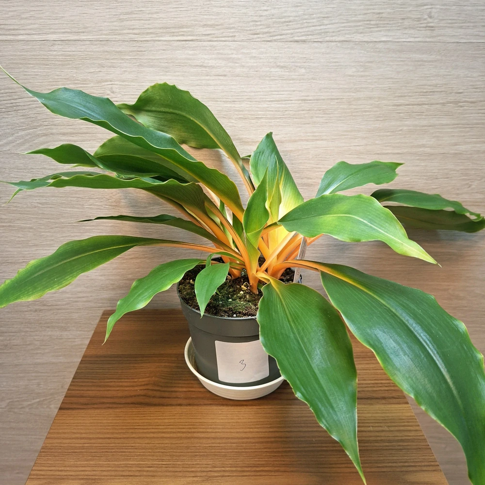 Chlorophytum Orchidastrum Green Orange č3