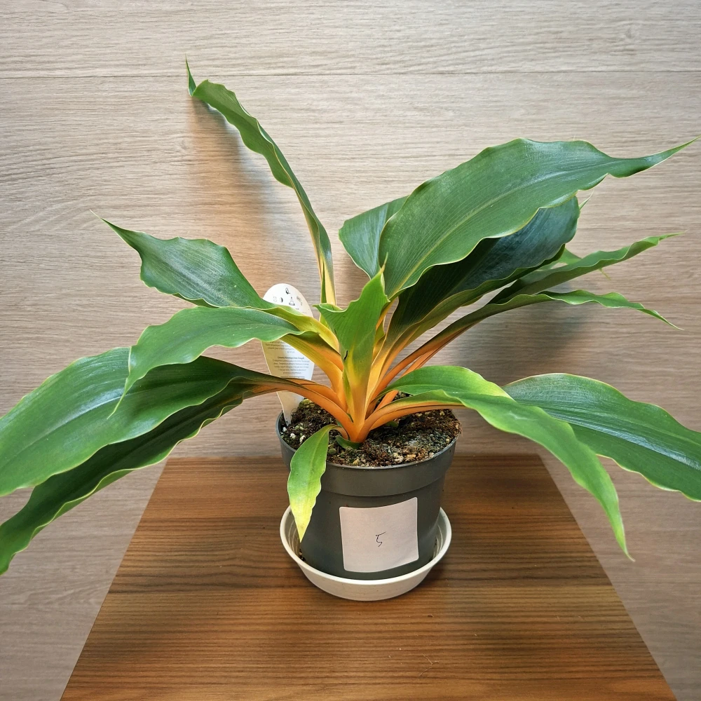 Chlorophytum Orchidastrum Green Orange č5