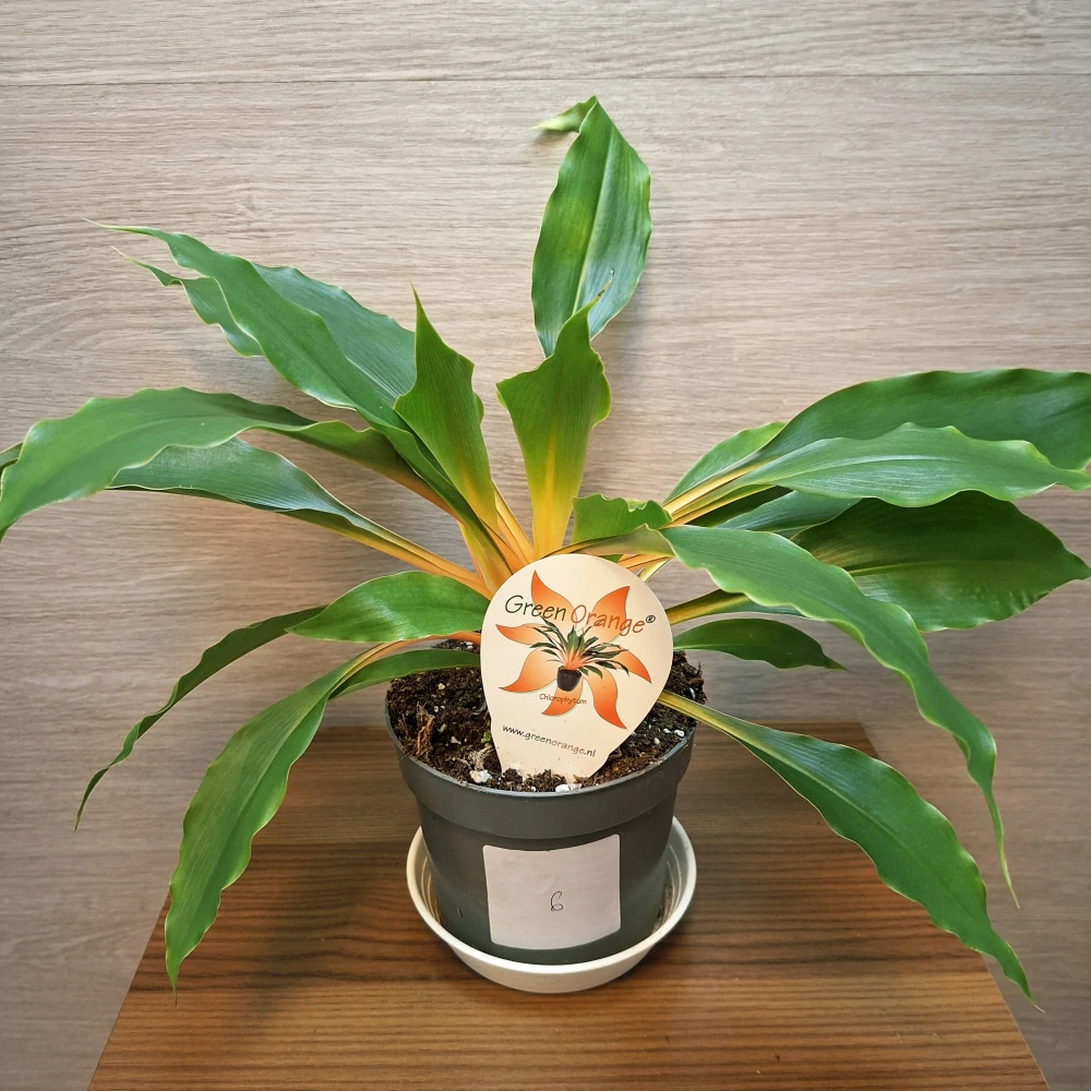 Chlorophytum Orchidastrum Green Orange č6