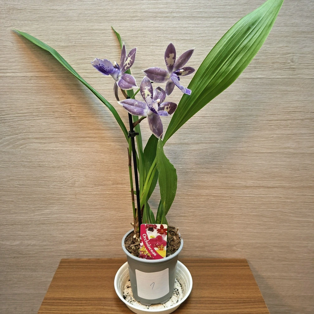 Zygopetalum Blue č1