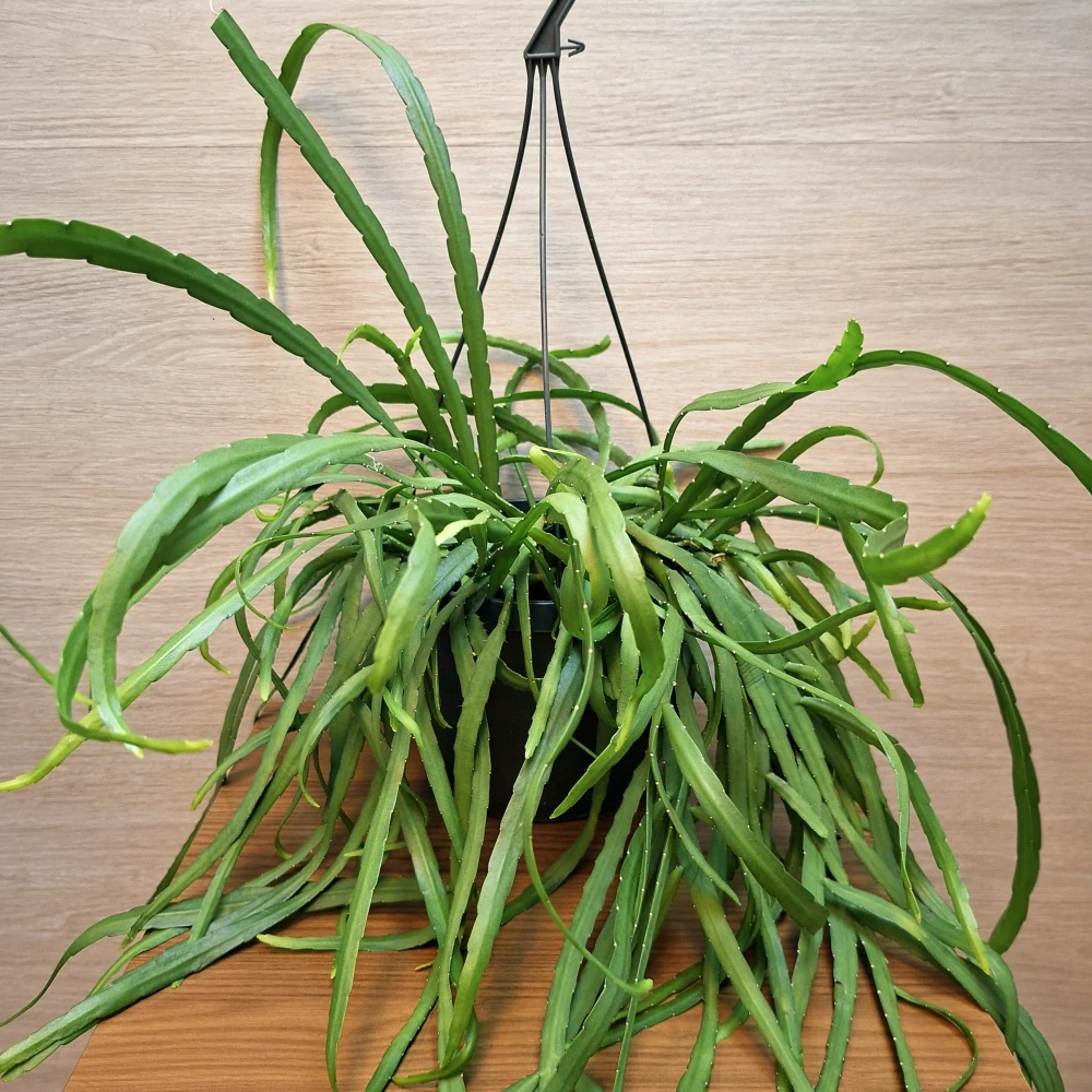 Lepismium Bolivianum č1