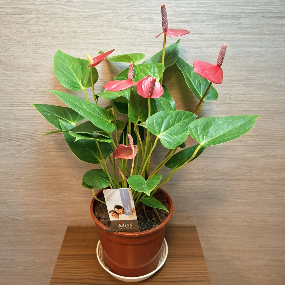 Anthurium Andreanum Adios