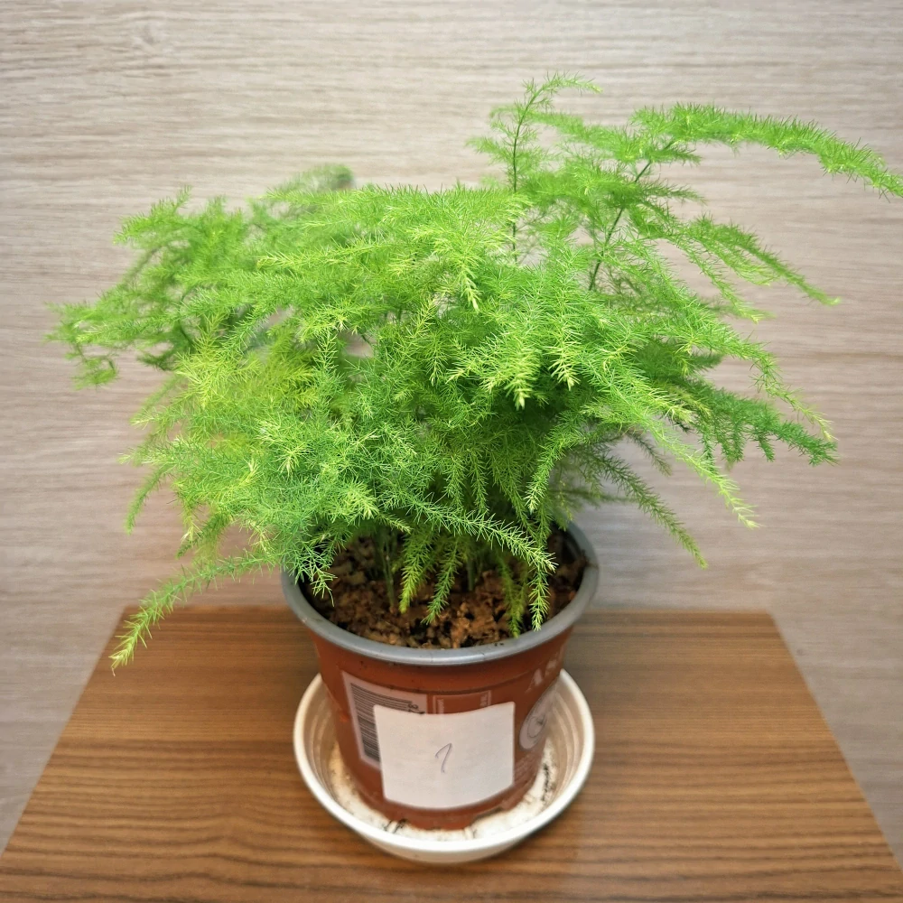 Asparagus Setaceus č1