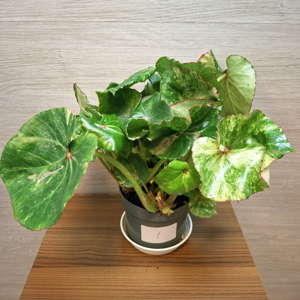 Begonia Conchifolia Rouge Variegata č1