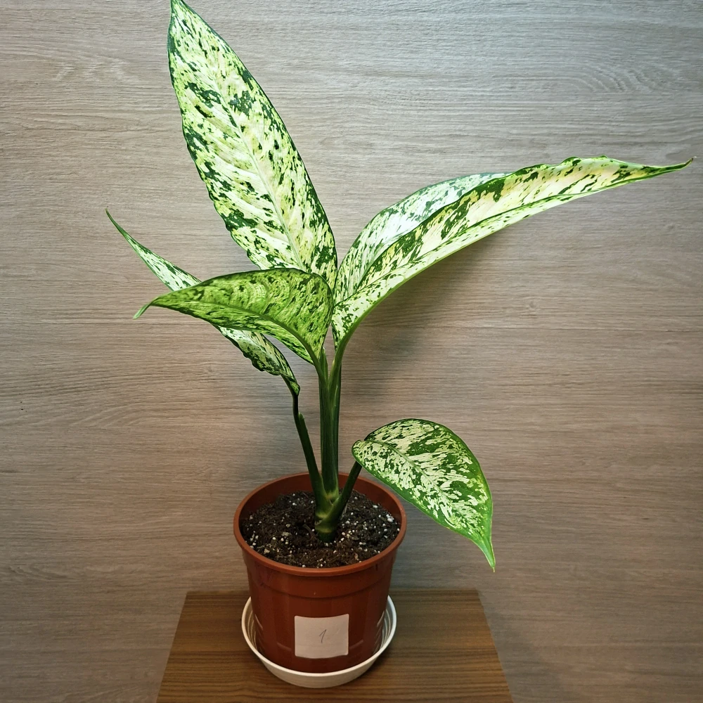 Dieffenbachia Vesuvius č1