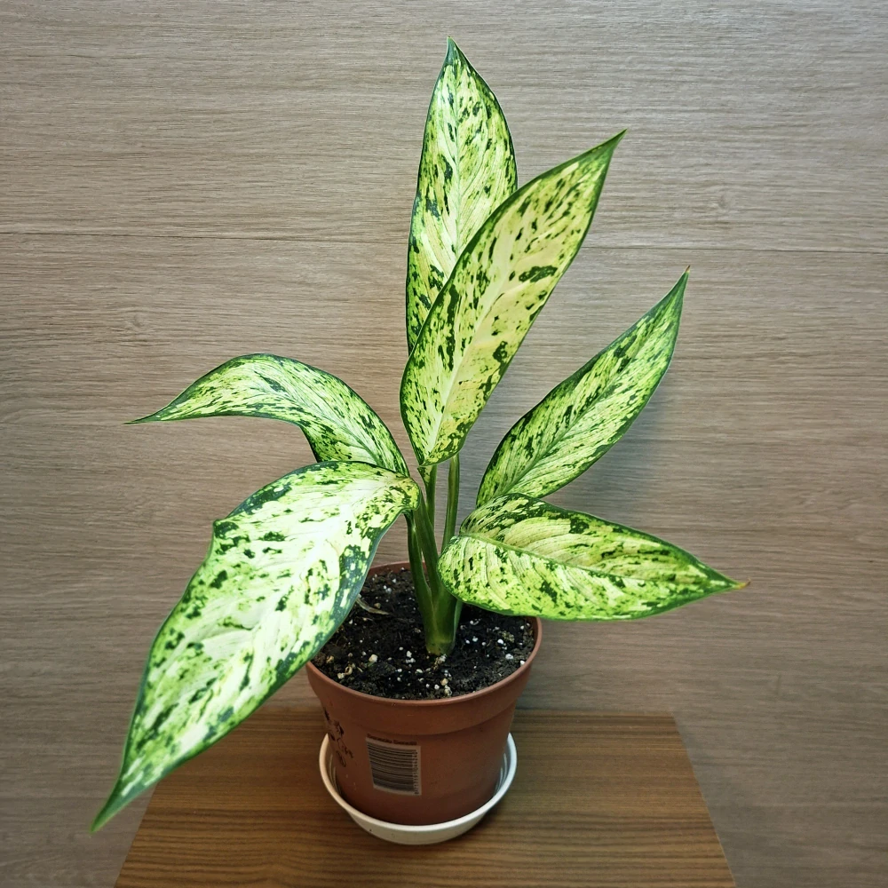 Dieffenbachia Vesuvius č1