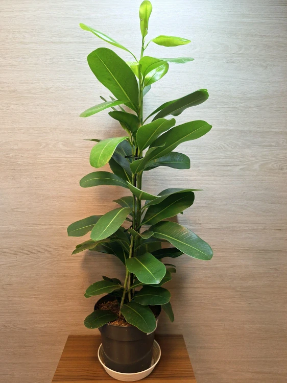 Ficus Microcarpa Smile