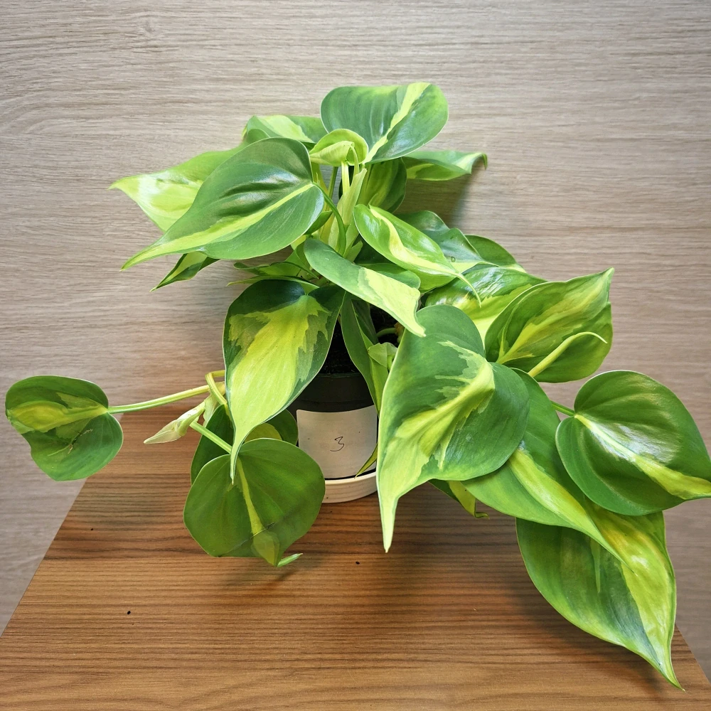 Philodendron Brasil č3