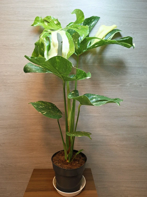 Monstera Deliciosa Thai Constellation "XL"