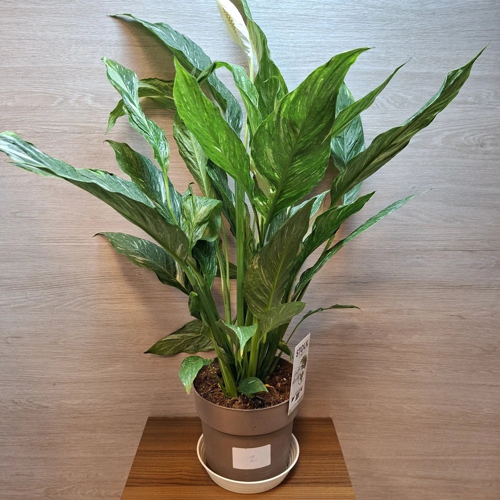 Spathiphyllum Diamond Variegata "XL" č2