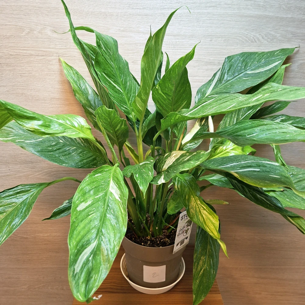 Spathiphyllum Diamond Variegata "XL" č2