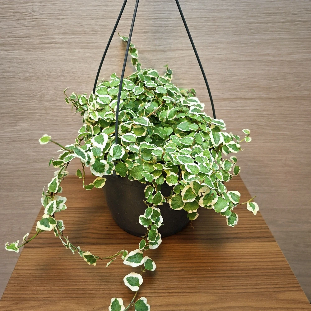 Ficus Pumila White Sunny