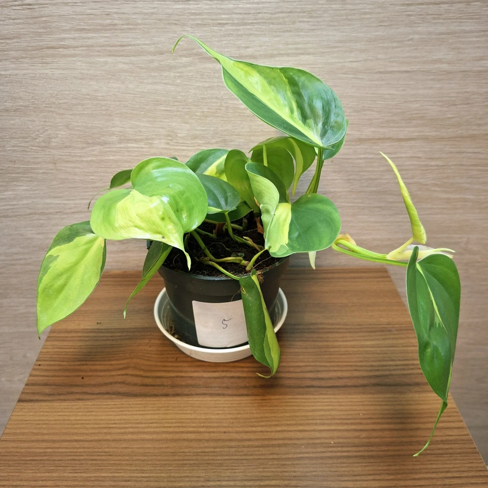 Philodendron Brasil č5