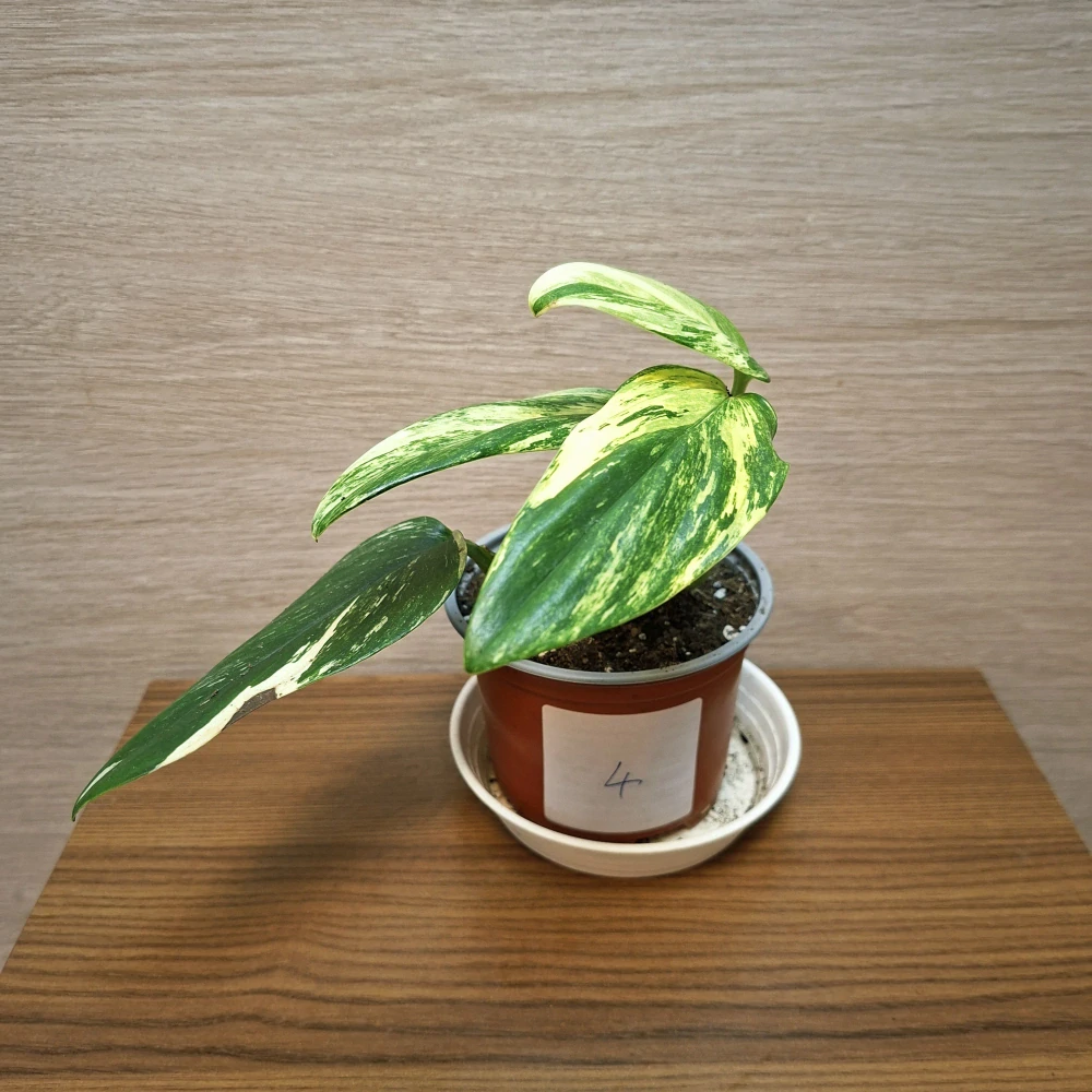 Monstera Standleyana Variegata "S" č4