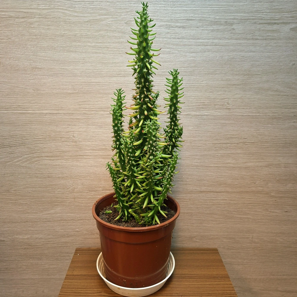 Austrocylindropuntia Subulata