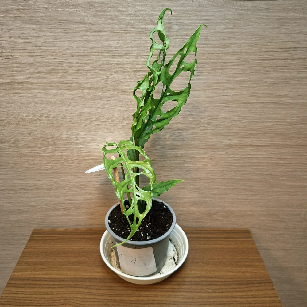 Monstera Obliqua Peru "S" č1