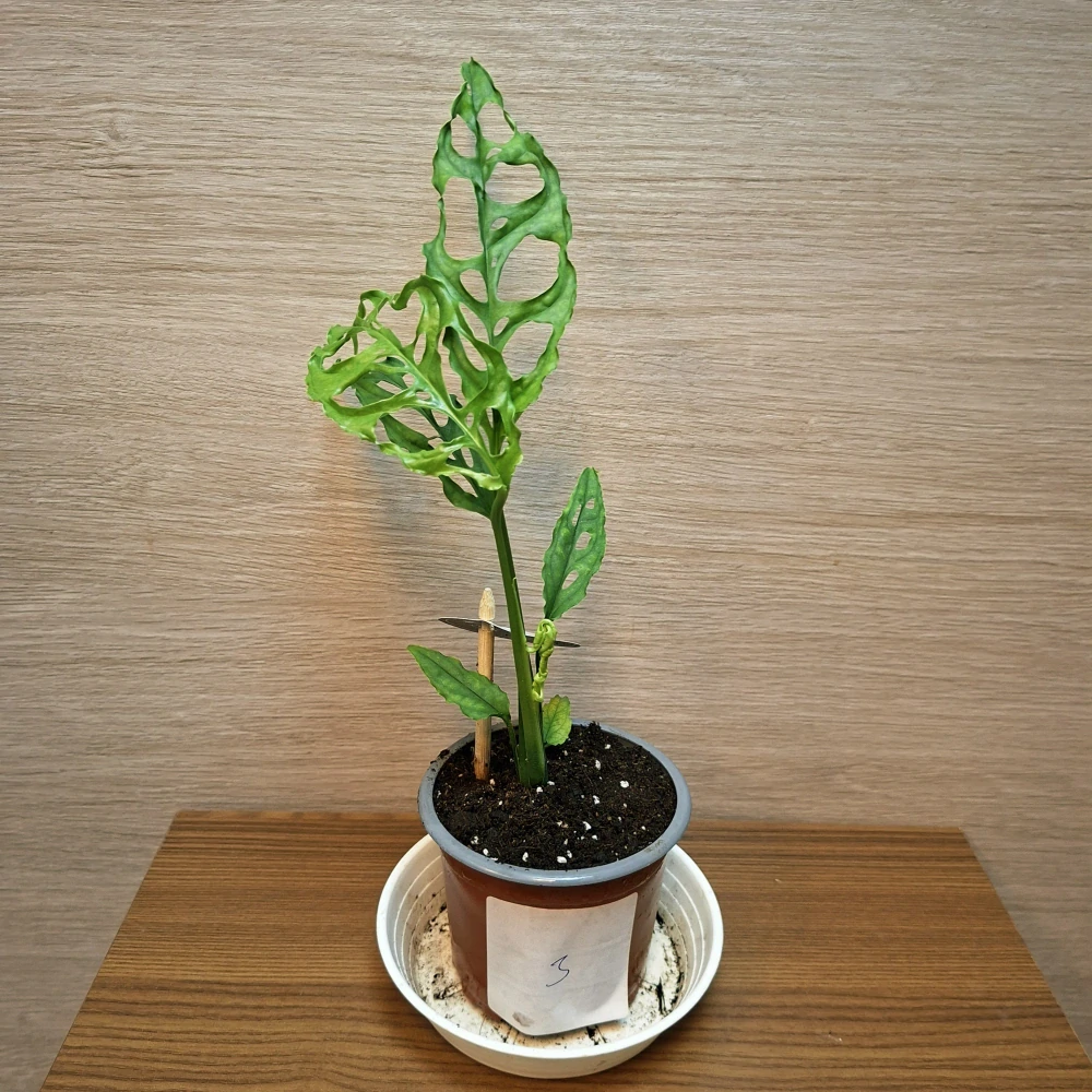 Monstera Obliqua Peru "S" č3