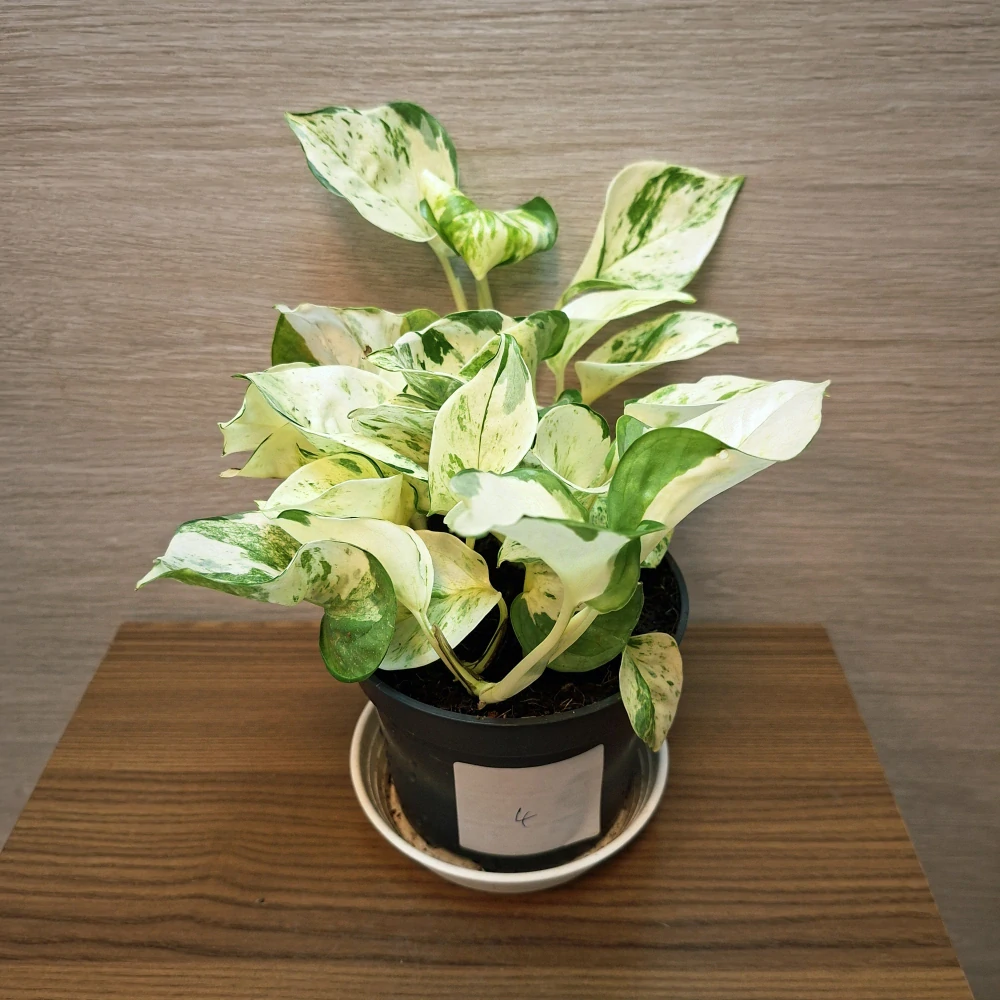 Epipremnum Pinnatum Happy Leaf č4