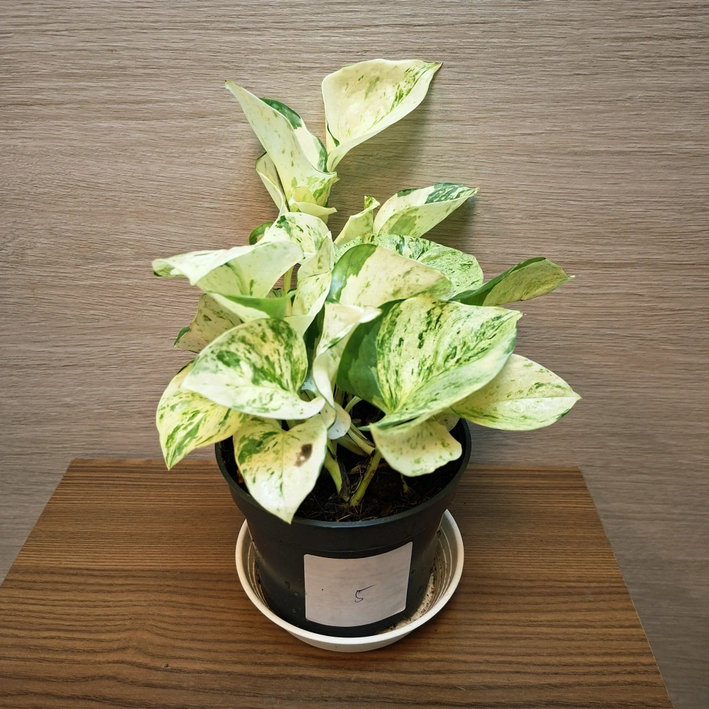 Epipremnum Pinnatum Happy Leaf č5