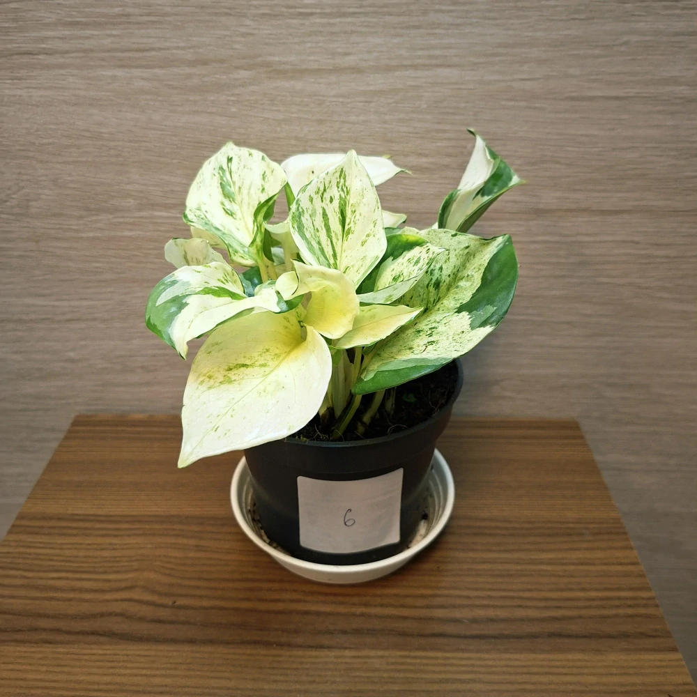Epipremnum Pinnatum Happy Leaf č6