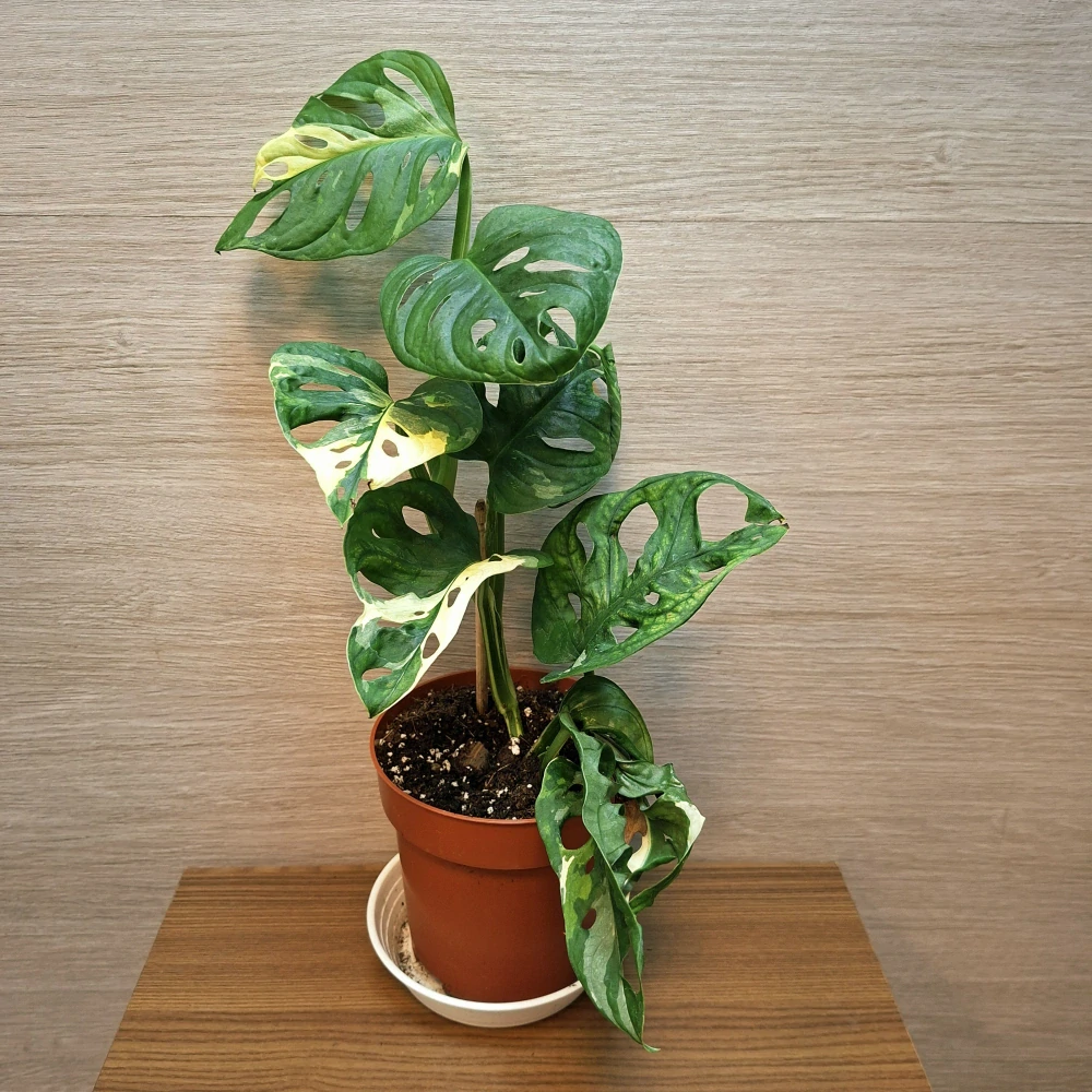 Monstera Adansonii Variegata