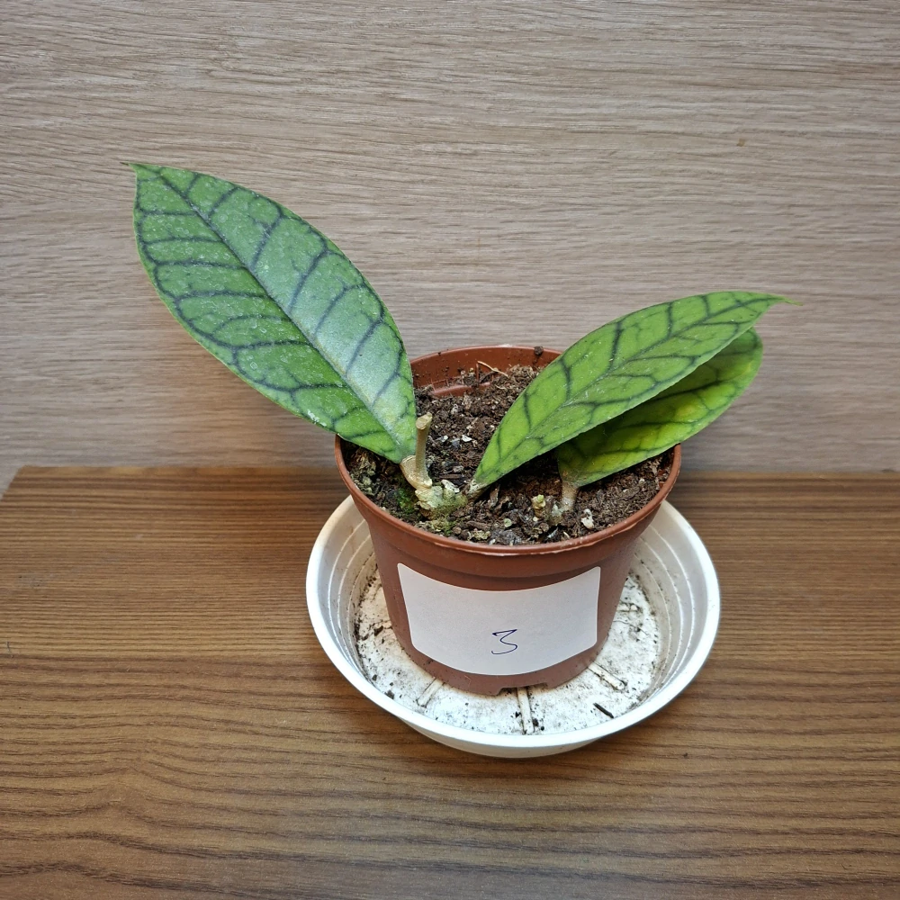 Hoya Callistophylla č3