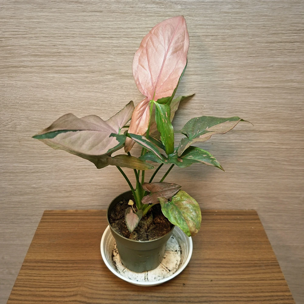 Syngonium Pink Splash