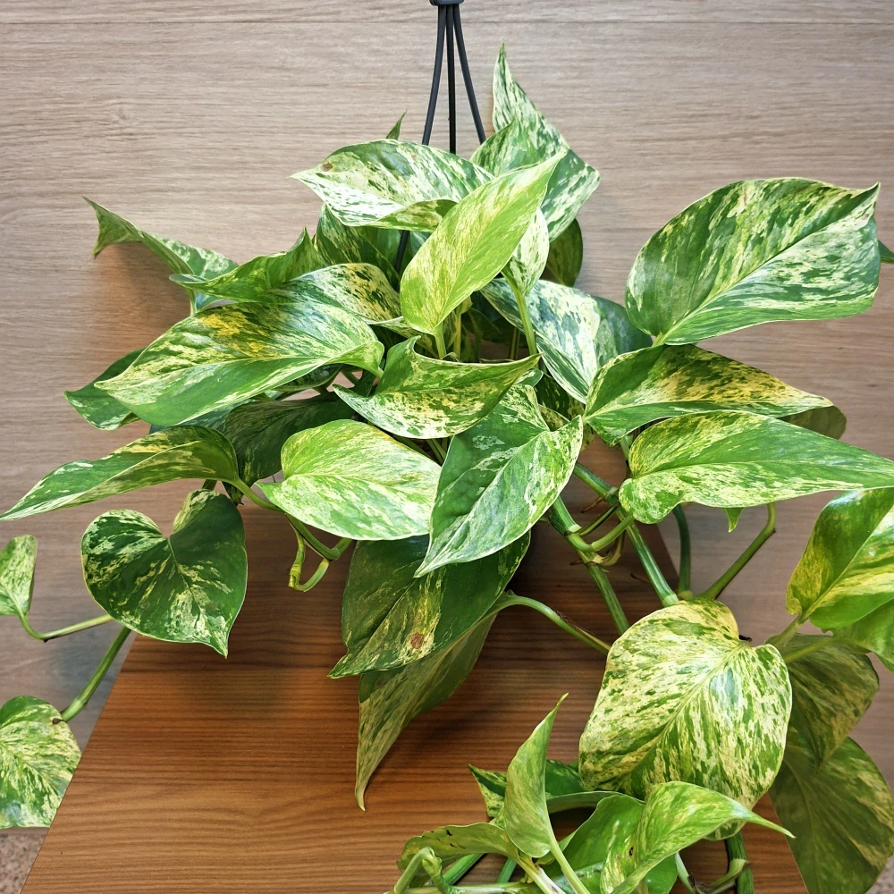 Epipremnum Pinnatum Marble Queen "XL"