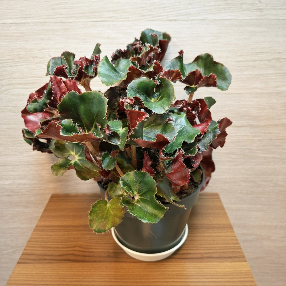Begonia Jungle Black