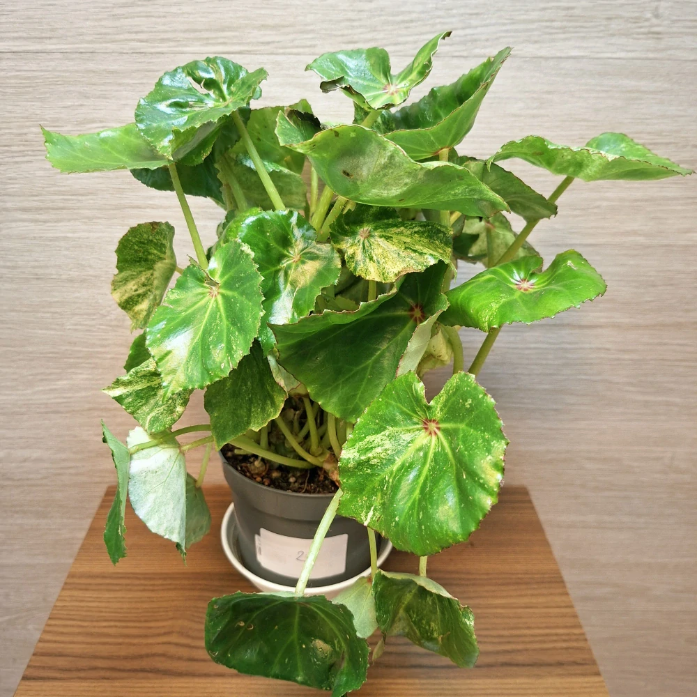 Begonia Conchifolia Rouge Variegata č2