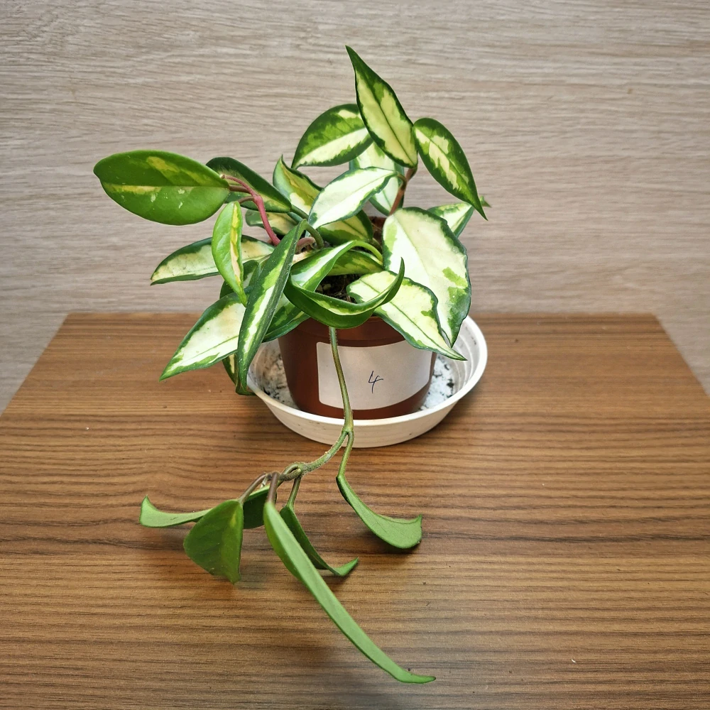 Hoya Carnosa Tricolor č4