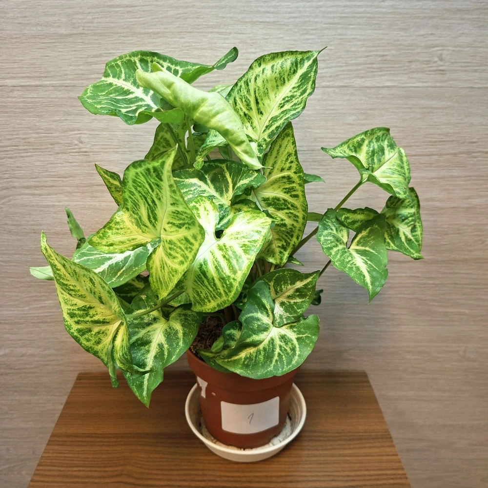 Syngonium Arrow č1