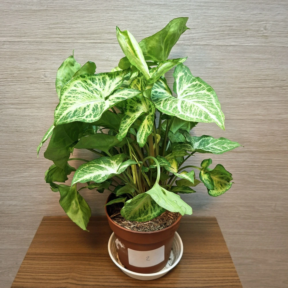 Syngonium Arrow č2