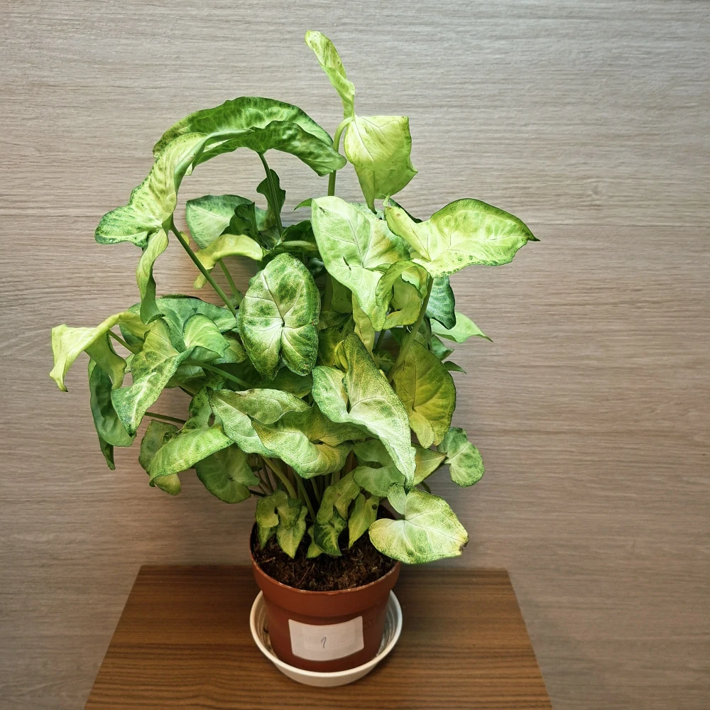 Syngonium Pixie č1