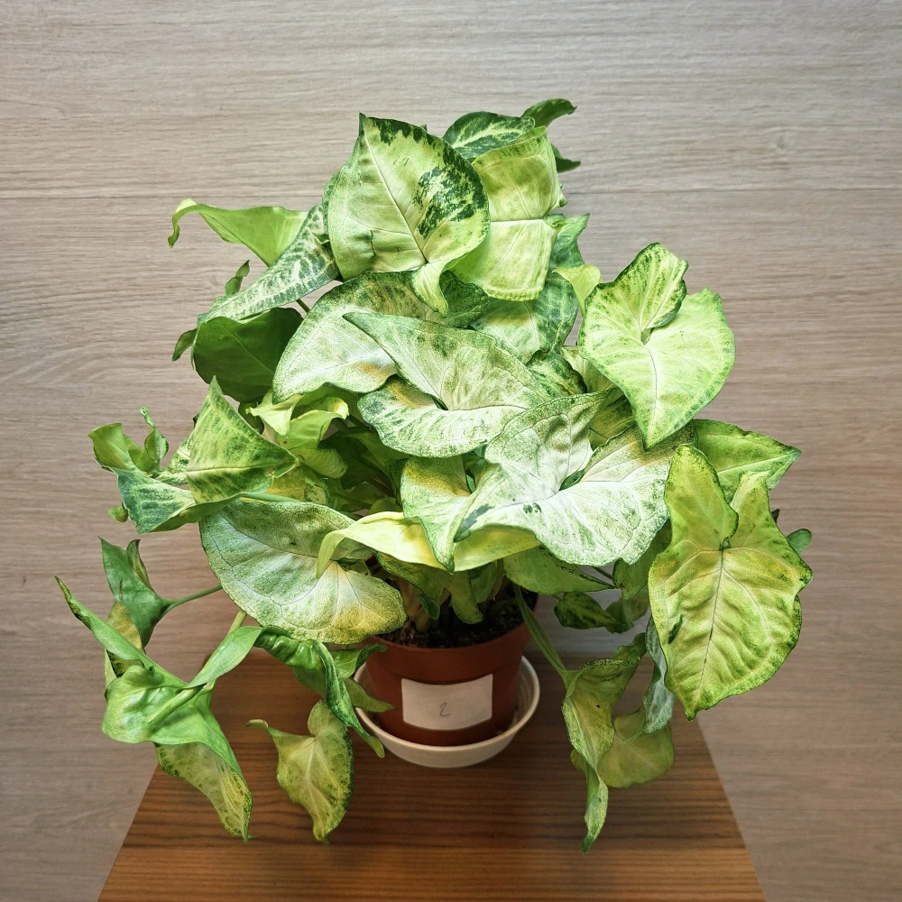 Syngonium Pixie č2