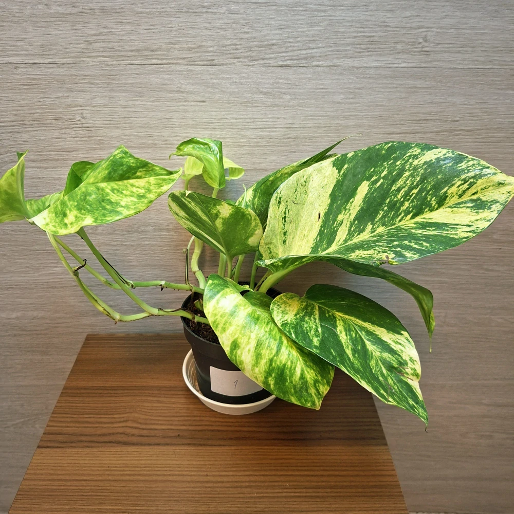Epipremnum Hicolor č1