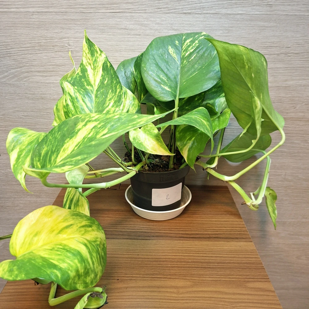 Epipremnum Hicolor č2