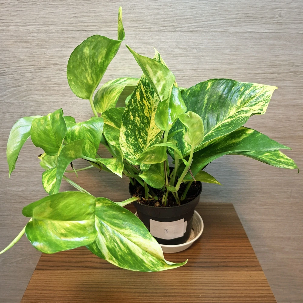 Epipremnum Hicolor č3